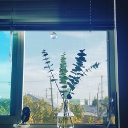 Plants seen through glass window of building