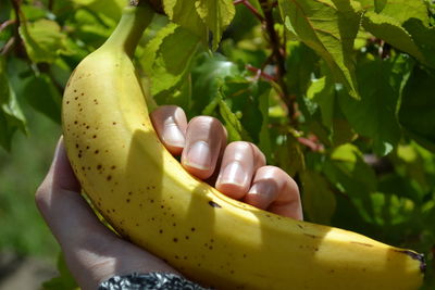 Close-up of hand holding fruit