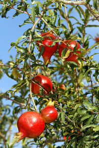 Low angle view of cherries on tree