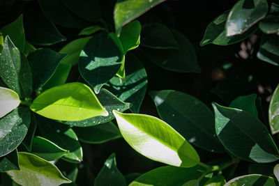 Close-up of water drops on leaves