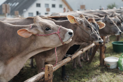 Close-up of cow