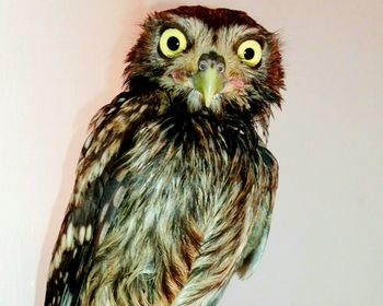 Close-up portrait of owl against white background