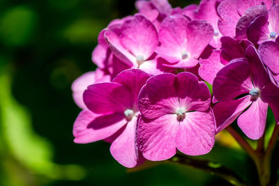 Close-up of pink flowers blooming outdoors