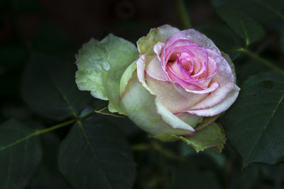 Close-up of pink rose