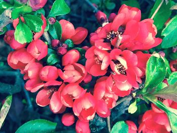 Close-up of flowers