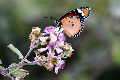 Close-up of butterfly pollinating on purple flower