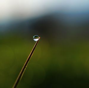 Close-up of raindrops on plant