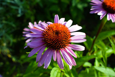 Close-up of purple flower