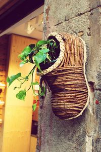 Close-up of potted plant against wall