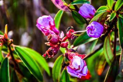 Close-up of pink flowering plant