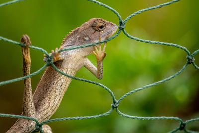 Close-up of lizard on leaf