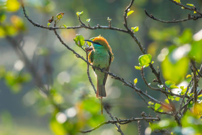 Low angle view of bird perching on branch
