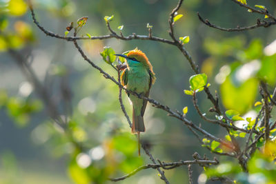 Low angle view of bird perching on branch