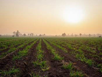 Scenic view of agricultural field against clear sky during sunset