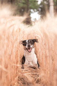 Emma, my cute dog, playing in the fields, at las cejas, in tucuman province, argentina.