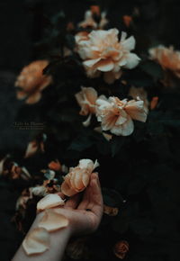 Close-up of hand holding flowering plant