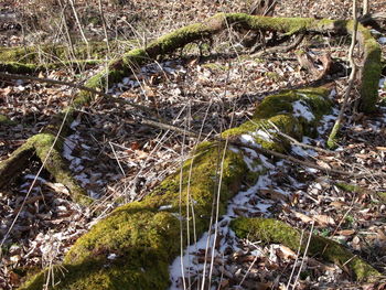 Plants growing on field