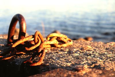 Close-up of rusty metal on rock