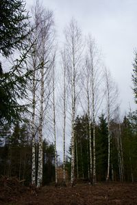 Low angle view of trees in forest