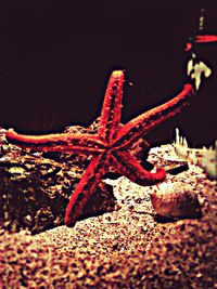 Close-up of cactus in sea at night