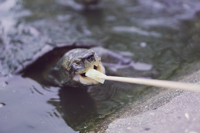 Close-up of duck swimming in lake