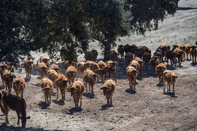 Horses on field