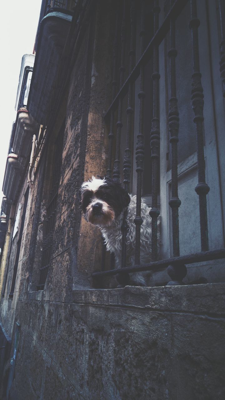 animal themes, one animal, architecture, building exterior, built structure, low angle view, domestic animals, pets, mammal, building, dog, city, outdoors, window, no people, day, sky, wildlife, animals in the wild, bird