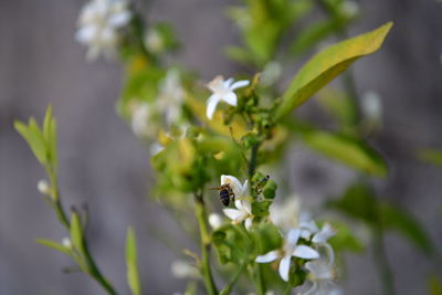 Close-up of honey bee on white flowering plant
