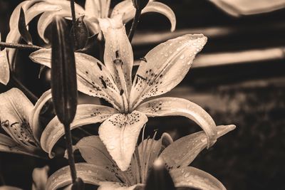 Close-up of flowering plant