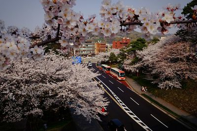 High angle view of cherry blossom on road