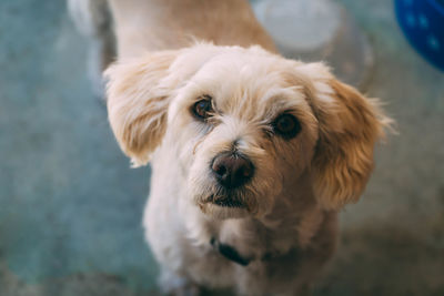 Close-up portrait of cute dog