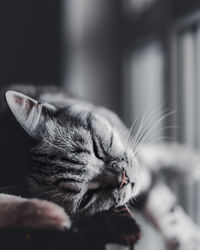 Close-up of cat sleeping