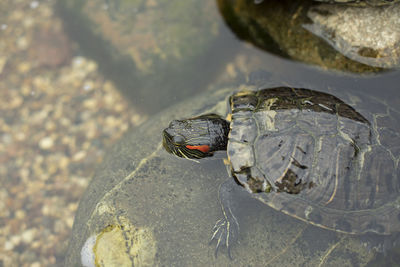 High angle view of shell on rock