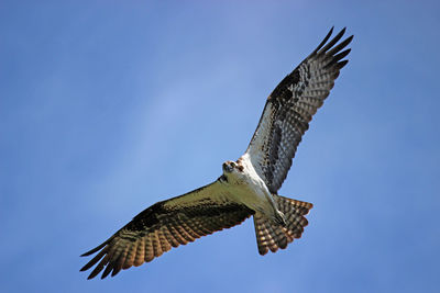 Low angle view of eagle flying against clear blue sky