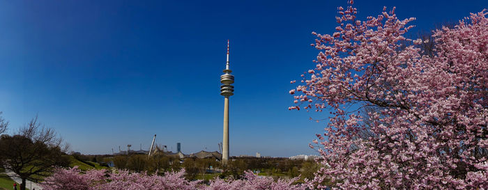 Low angle view of pink flowering tree against sky