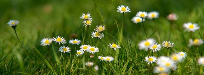 Close-up of yellow flowering plants on field