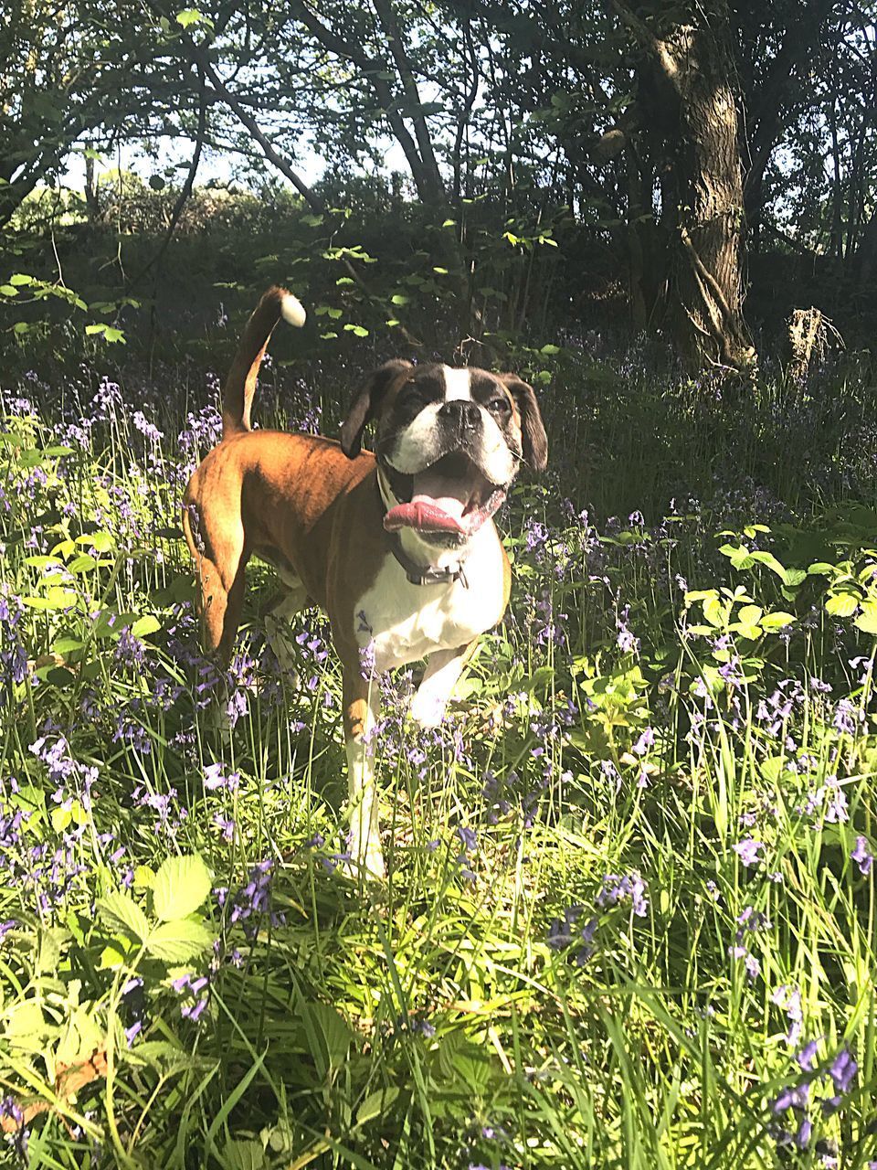 VIEW OF DOG ON GRASSY FIELD BY TREES