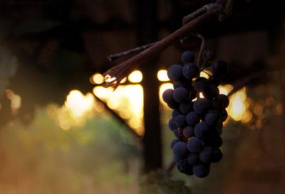 Close-up of bunch of grapes