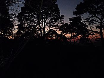 Low angle view of silhouette trees against sky at night