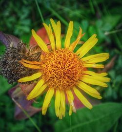 Close-up of yellow flower