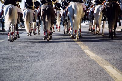 Rear view of horses walking along road