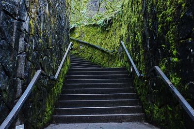 Low angle view of steps amidst trees in forest