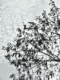 Low angle view of bare tree against sky