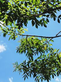 Low angle view of tree against blue sky