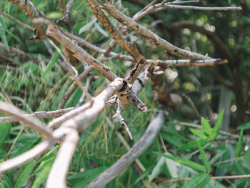 Close-up of lizard on branch