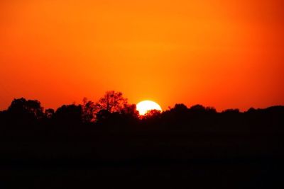 Silhouette of trees at sunset