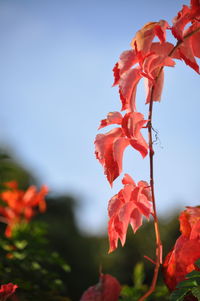 Close-up of red flowers blooming against sky