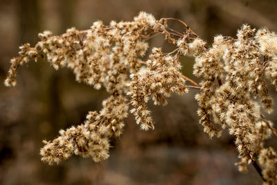 Close-up of flowering plant on field