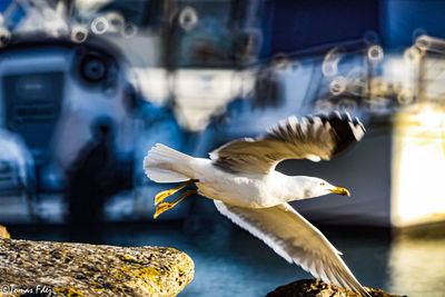 Close-up of seagull flying