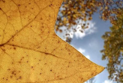 Low angle view of yellow tree against sky
